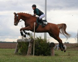 eventing horse Cavatina 4 (Hanoverian, 2010, from Cavallieri xx)