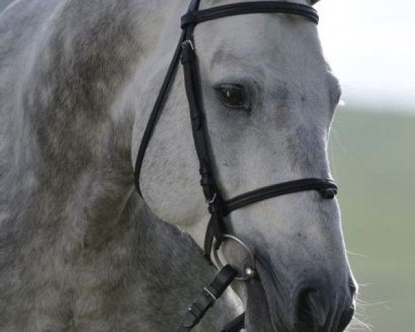stallion Kilduffahoo II (Connemara Pony, 1998, from Kilduffahoo)