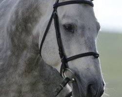 Deckhengst Kilduffahoo II (Connemara-Pony, 1998, von Kilduffahoo)