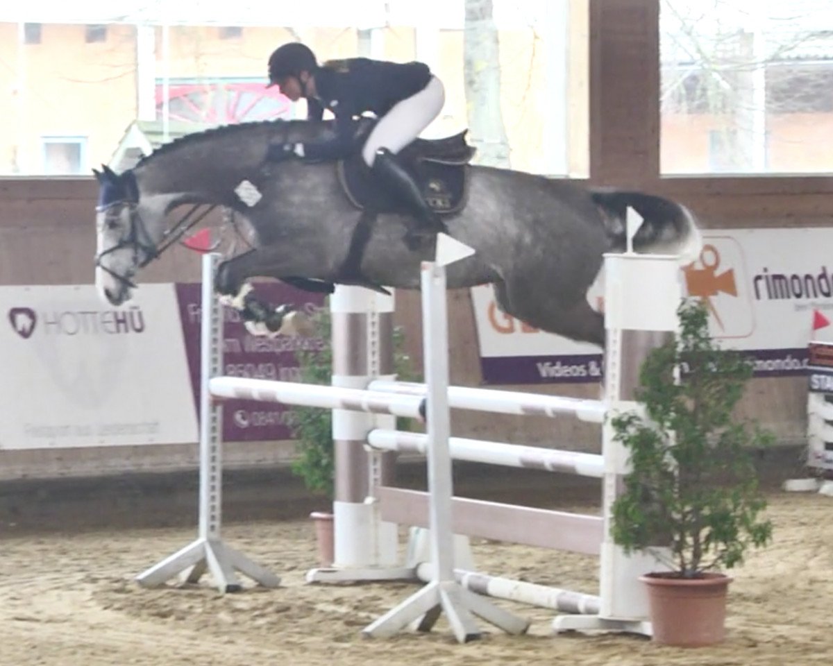 Springpferd Quick Coulour GE (Deutsches Sportpferd, 2015, von Quick Amour GE)