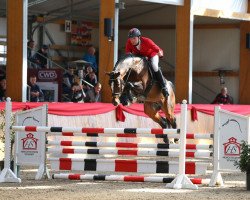 stallion Coupe Gold (Oldenburg show jumper, 2012, from Coupe d`Or)