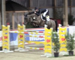 jumper Contonio (Oldenburg show jumper, 2011, from Contendro II)