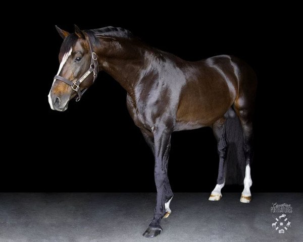 Deckhengst Carry On MF (Belgisches Warmblut, 2008, von Corlando)