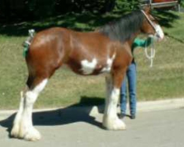 Zuchtstute Westerdale Proud Alexa (Clydesdale, 2000, von CIE Perfection)