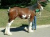 Zuchtstute Westerdale Proud Alexa (Clydesdale, 2000, von CIE Perfection)