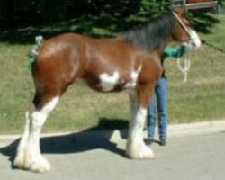 broodmare Westerdale Proud Alexa (Clydesdale, 2000, from CIE Perfection)