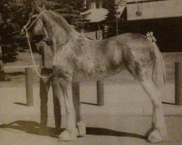 broodmare Westerdale Petula (Clydesdale, 1999, from CIE Perfection)