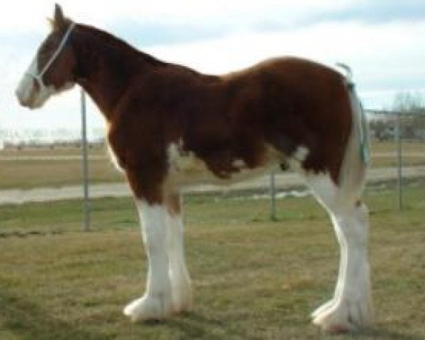 Pferd Westerdale Payback (Clydesdale, 2005, von California Visions Legend)