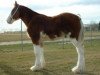 Pferd Westerdale Payback (Clydesdale, 2005, von California Visions Legend)