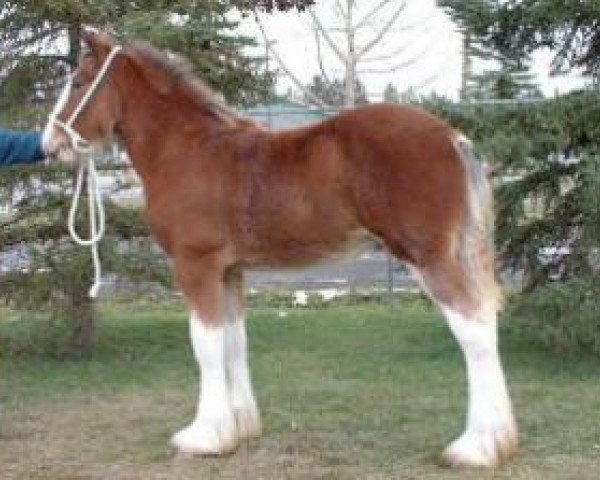 Pferd Westerdale Legend's First (Clydesdale, 2004, von California Visions Legend)