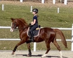 broodmare Dancing Divina AT (German Riding Pony, 2002, from Dressman)