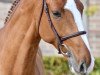 jumper Tinka's Junior Z (Zangersheide riding horse, 2016, from Tinka's Boy)