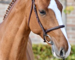 jumper Tinka's Junior Z (Zangersheide riding horse, 2016, from Tinka's Boy)