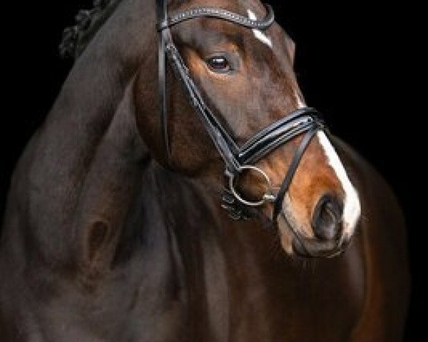 dressage horse Fair Fabriana (German Sport Horse, 2017, from Birkhof's Fair Game OLD)