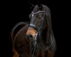 dressage horse Cavaluna 6 (Westphalian, 2006, from Charming 8)