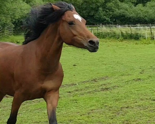 dressage horse Valentinus Wild Rose (German Riding Pony, 2015, from Bon Jovi)