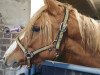 dressage horse Djupiter J (German Riding Pony, 2018, from Diamond Touch NRW)