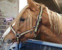 Dressurpferd Djupiter J (Deutsches Reitpony, 2018, von Diamond Touch NRW)