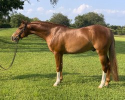 stallion Ciacolino (German Sport Horse, 2015, from Ciacolini)