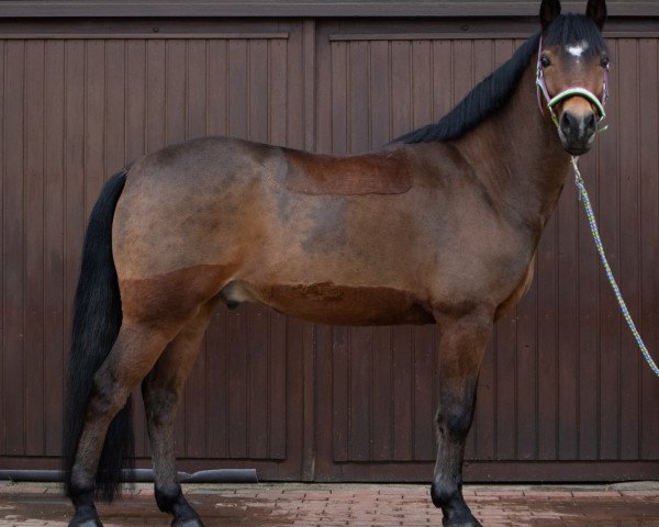 Pferd Hesselteichs Donnervogel (Deutsches Reitpony, 2013, von Donnerwetter)