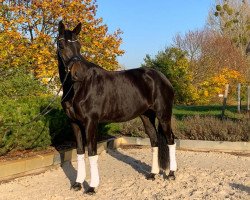 dressage horse Happy Moment 3 (Oldenburg, 2017, from E.H. Millennium)