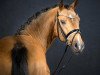 stallion Decider KB (German Riding Pony, 2018, from Dreiklang AT)