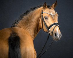 Deckhengst Decider KB (Deutsches Reitpony, 2018, von Dreiklang AT NRW)