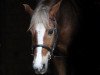 jumper Anno's Fabio (German Riding Pony, 2004, from Anno Domini)