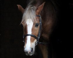 jumper Anno's Fabio (German Riding Pony, 2004, from Anno Domini)