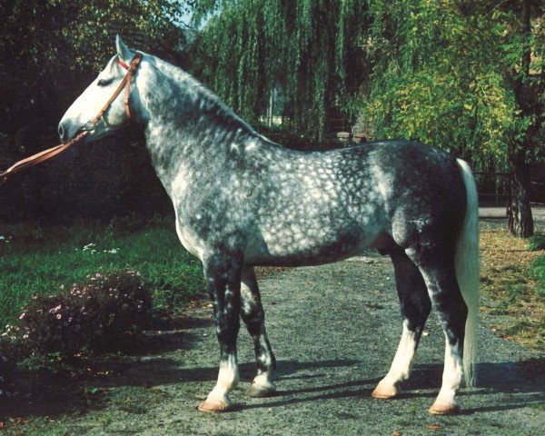 stallion Eidam (Heavy Warmblood, 1981, from Eitel)