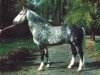 stallion Eidam (Heavy Warmblood, 1981, from Eitel)
