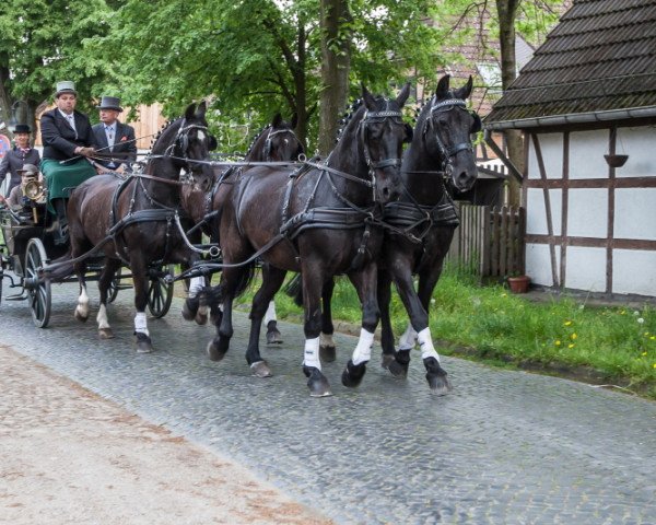 Zuchtstute Lisette (Schweres Warmblut, 1983, von Eros Mo 1222)