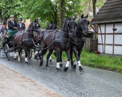 Zuchtstute Lisette (Schweres Warmblut, 1983, von Eros Mo)