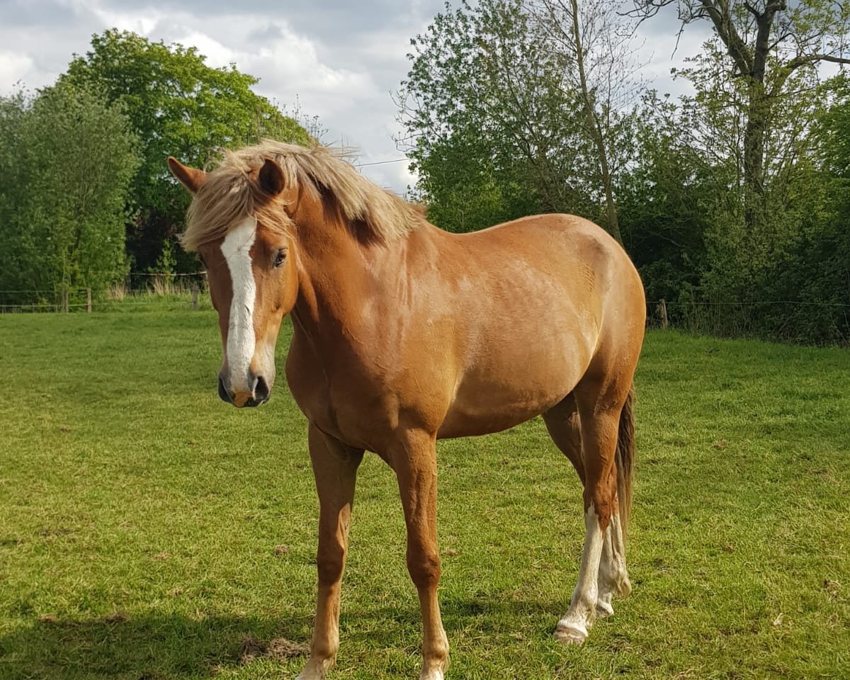 dressage horse Friesisch herb (Little German Riding Horse, 2014, from Sir Chocolate 8)