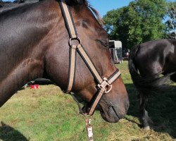 dressage horse Fiderf_rstin (Hanoverian, 2008, from Fidertanz)