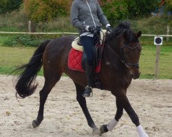 dressage horse Samy Delüx (Oldenburg, 2006, from Samarant)