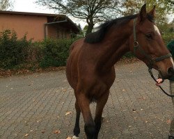 jumper Wallach von Cellini (Oldenburg show jumper, 2006, from Cellini 8)