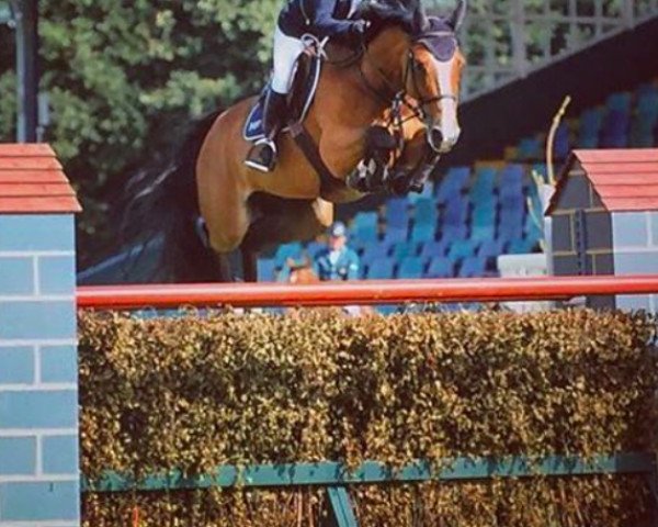 Springpferd Amadeouse de Hurtebise (Belgium Sporthorse, 2006, von Major de la Cour)