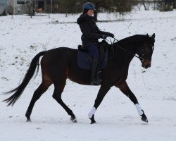 dressage horse Il Diva 2 (German Sport Horse, 2014, from Il Divo xx)