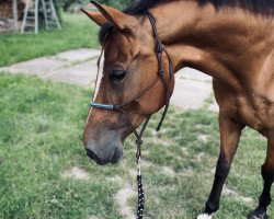 Pferd Magnolia 9 (Polnisches Warmblut, 2009, von Kurant)