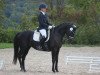 dressage horse Donata 272 (Trakehner, 2006, from Tambour)