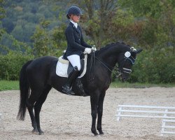 dressage horse Donata 272 (Trakehner, 2006, from Tambour)