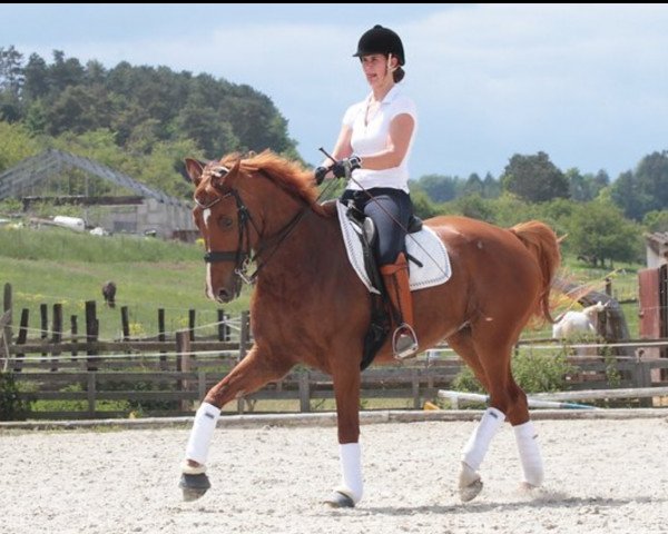 dressage horse Winzer's Bester (Hanoverian, 1997, from Wittinger)