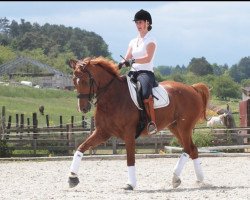 dressage horse Winzer's Bester (Hanoverian, 1997, from Wittinger)