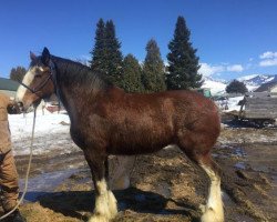 Pferd Westerdale Jubilee Lea (Clydesdale, 2010, von Boat Legend Jubilee)