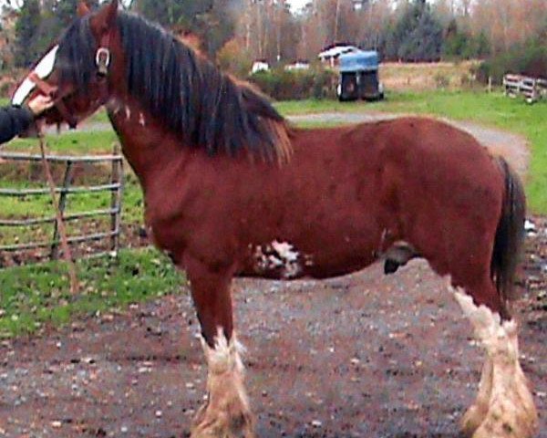 stallion Westerdale Jubilee John (Clydesdale, 2009, from Boat Legend Jubilee)