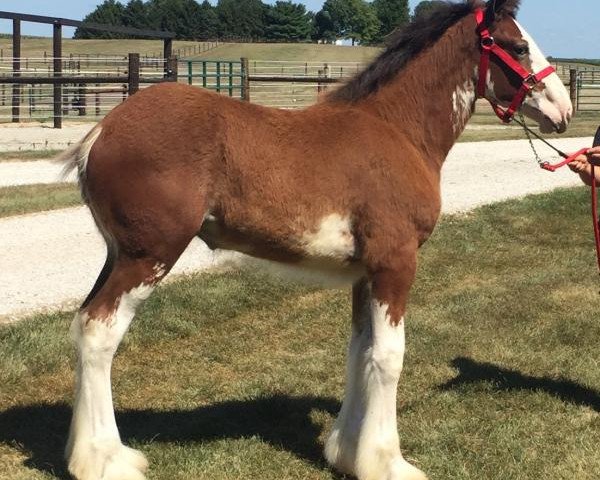 Pferd Alamar HR Esther (Clydesdale, 2020, von Hatfield Remington)