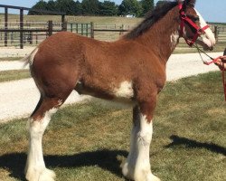 Pferd Alamar HR Esther (Clydesdale, 2020, von Hatfield Remington)