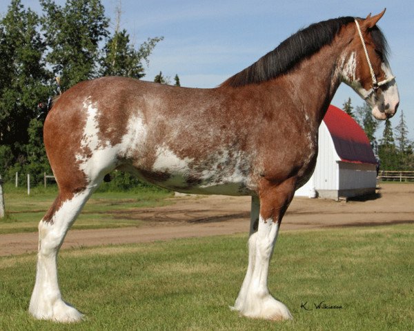 Zuchtstute Westerdale Selma (Clydesdale, 2008, von Hatfield Elite)