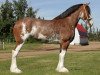 Zuchtstute Westerdale Selma (Clydesdale, 2008, von Hatfield Elite)